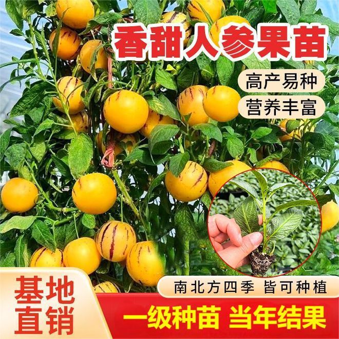 4种“吉祥果”别忘了吃为家人祈福纳祥龙8国际龙8网站国庆放假吃水果有讲究(图1)